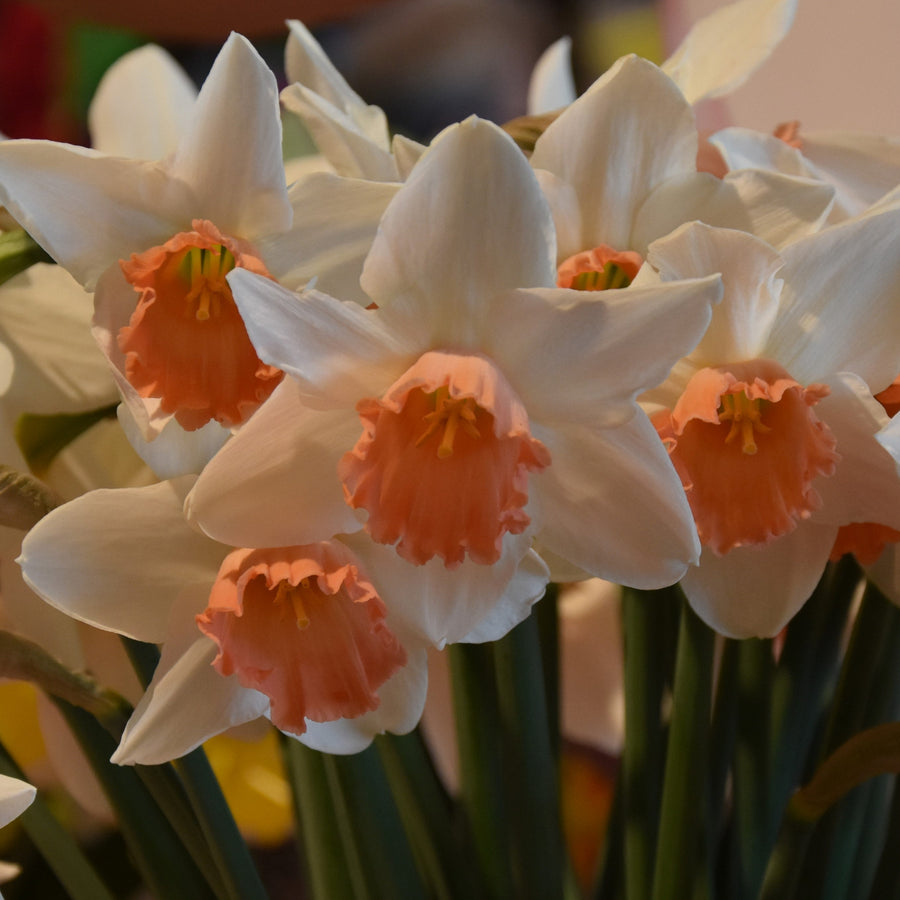 Narcissus Accent