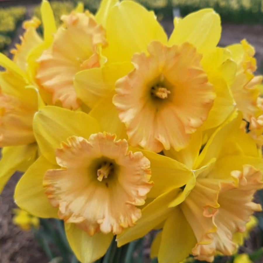 Narcissus Alexis Beauty