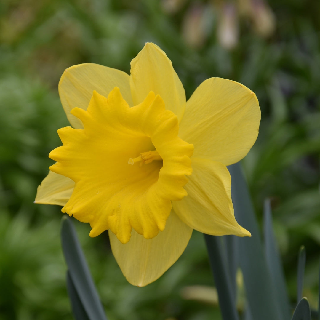 Narcissus Dutch Master