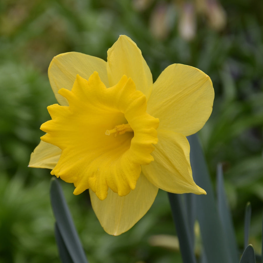 Narcissus Dutch Master