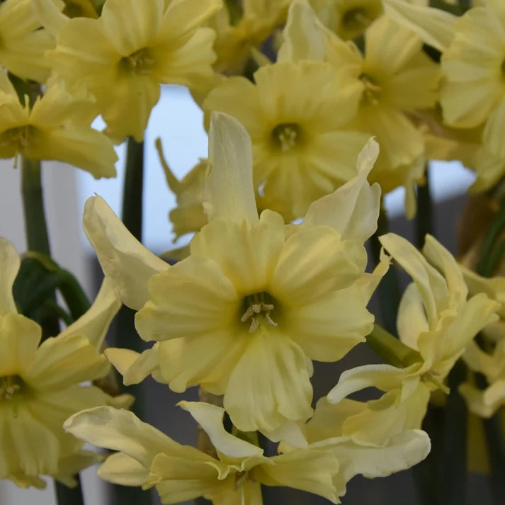 Close-up of pale yellow daffodil flowers with green stems and leaves, photographed in soft natural light.