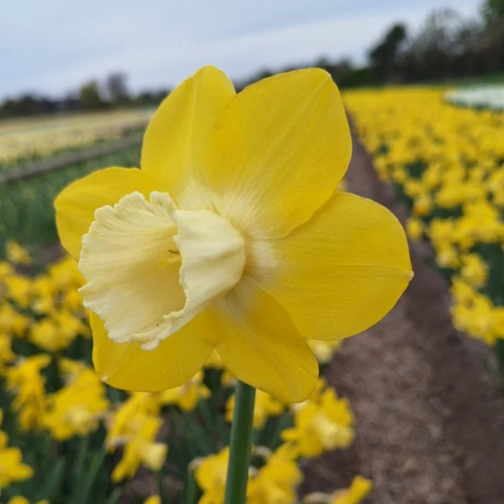 Narcissus Flor d luna