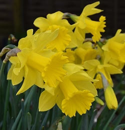 Narcissus 'Golden Harvest'