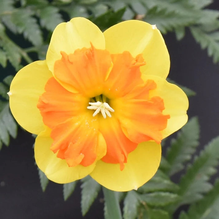 A close-up of a yellow and orange flower with layered petals and a small white center, photographed against dark green foliage and a dark background.