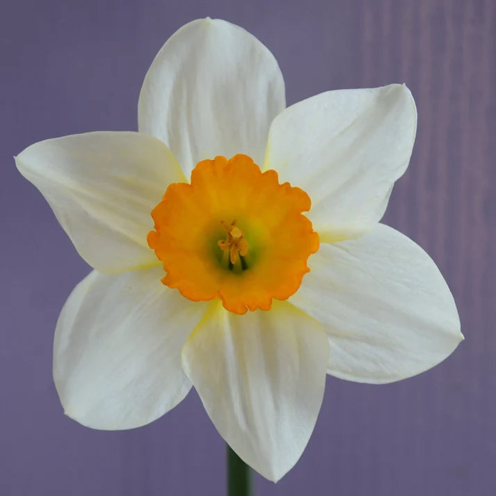 Narcissus Sempre Avanti