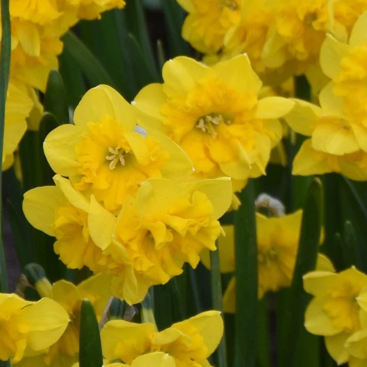 Narcissus Yellow Parrot