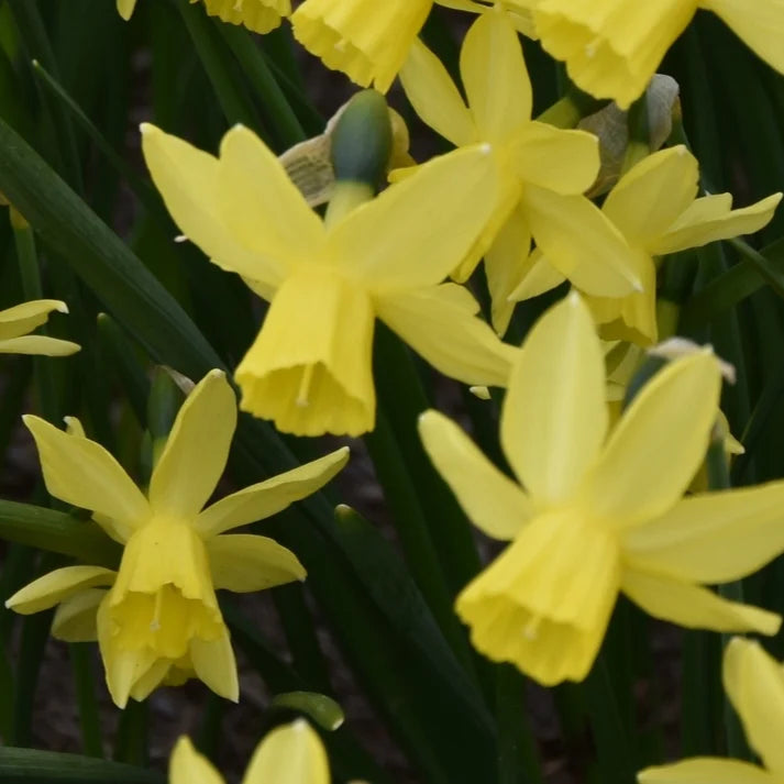 Narcissus 'Golden Sailboat'