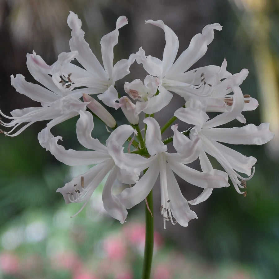 Nerine 'Kashmir' Bulbs | White Autumn-Flowering Nerine