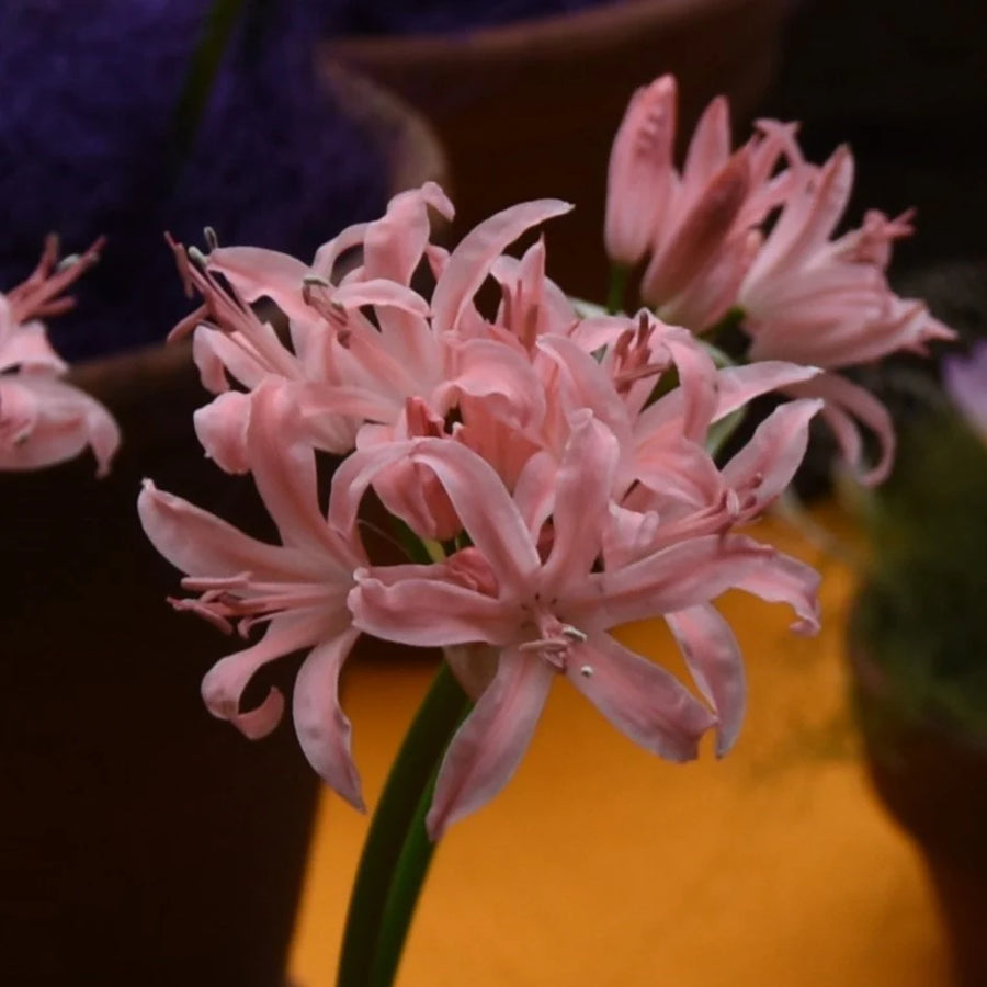 Nerine 'Pamela' Bulbs | Salmon Pink Autumn Nerine