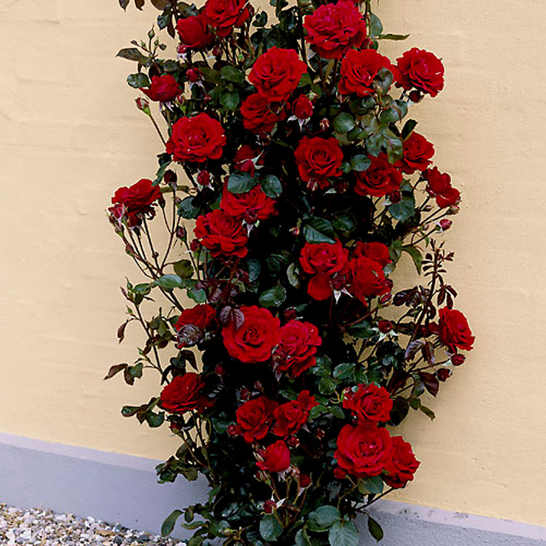 Rosa 'That's Jazz'