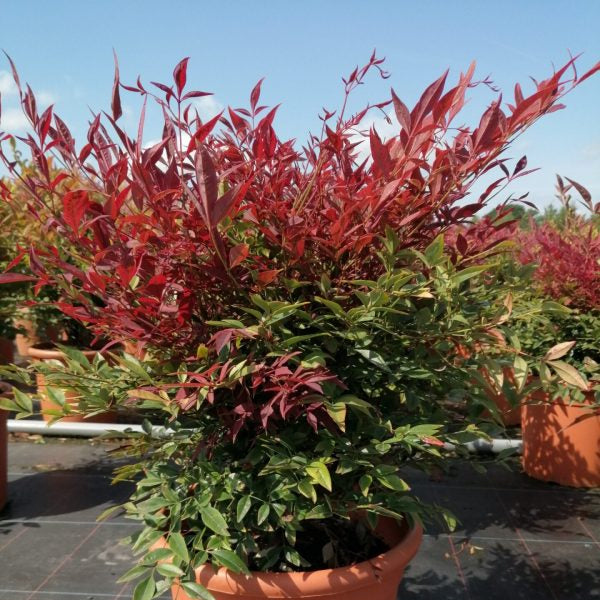 Nandina domestica 'Obsessed'