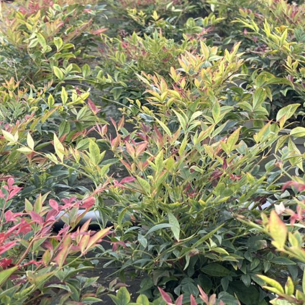 Nandina domestica 'Obsessed'