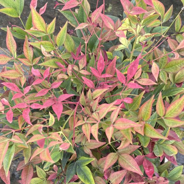 Nandina domestica 'Obsessed'