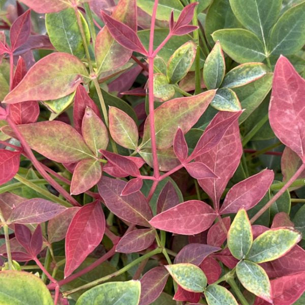 Nandina domestica 'Obsessed'