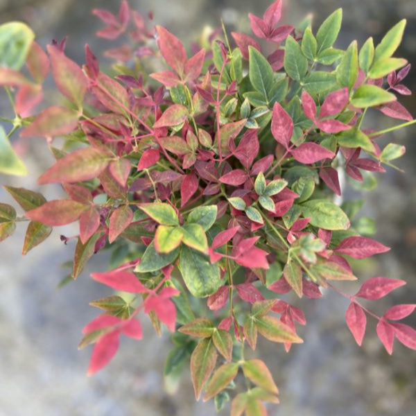 Nandina domestica 'Obsessed'