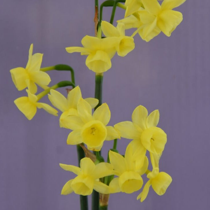 Narcissus 'Angel's Breath'