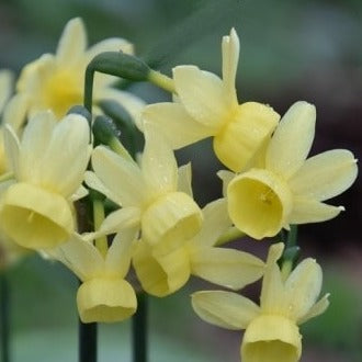 Narcissus 'Angel's Whisper'