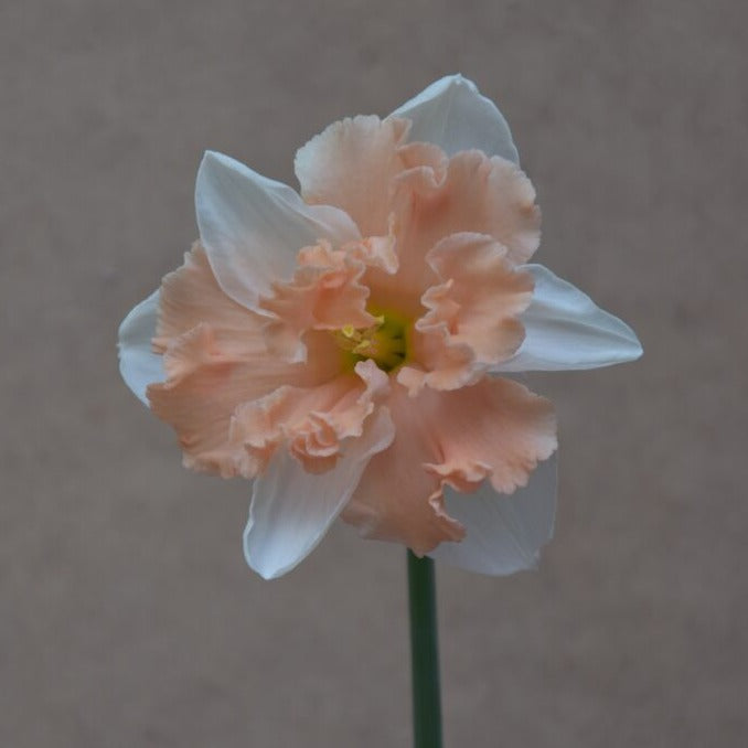 Narcissus 'Apple Pie'