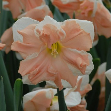 Narcissus 'Apricot Whirl'