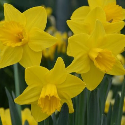 Narcissus 'Arctic Gold'