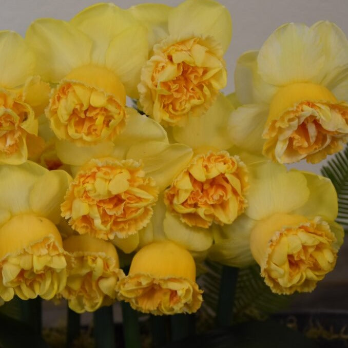 Narcissus 'Art Perfume'