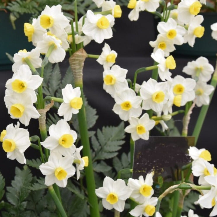 Narcissus 'Avalanche'