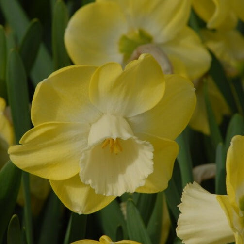 Narcissus 'Avalon'