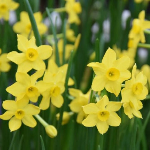 Narcissus 'Baby Boomer'