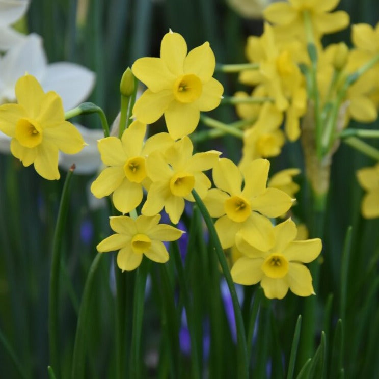 Narcissus 'Baby Moon'