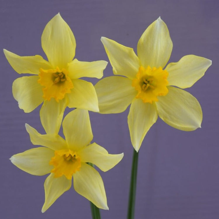 Narcissus 'Conspicuus syn Barrii Conspicuus'