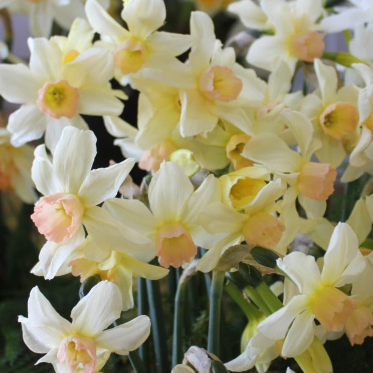 Narcissus 'Bell Song'