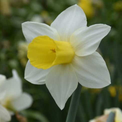 Narcissus 'Bravoure'