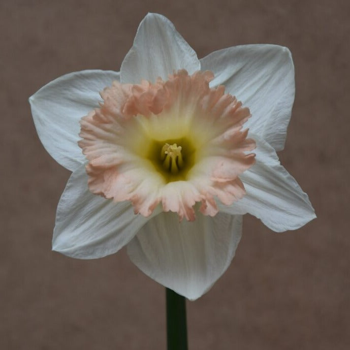 Narcissus 'British Gamble'