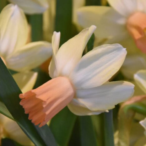 Narcissus 'Carice' Bulbs