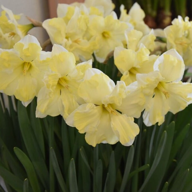 Narcissus 'Cassata'