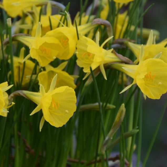 Narcissus bulbocodium 'Casual Elegance'