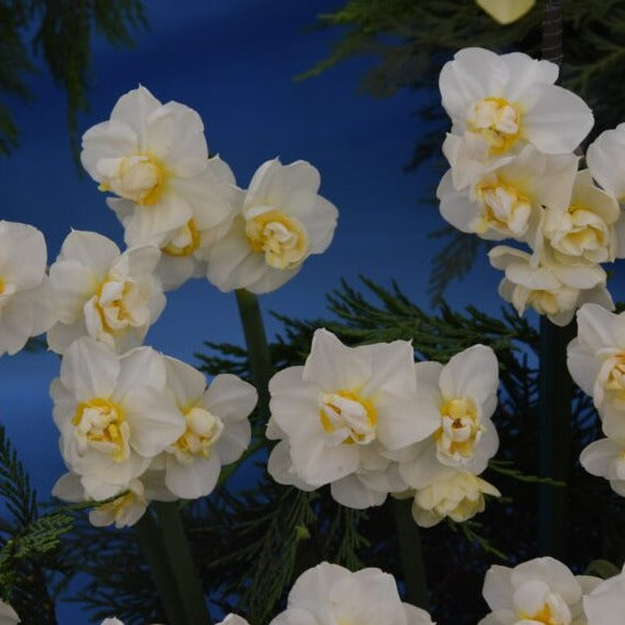 Narcissus 'Cheerfulness'