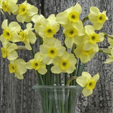 Narcissus 'Clare' Bulbs