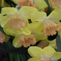 Narcissus 'Colour Run'