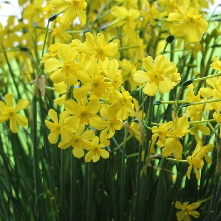 Narcissus cordubensis