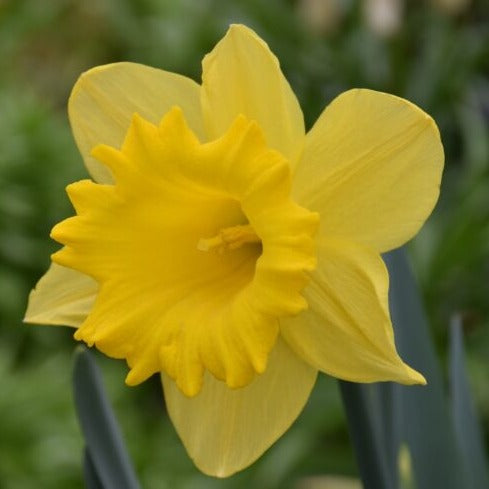 Narcissus 'Dutch Master'