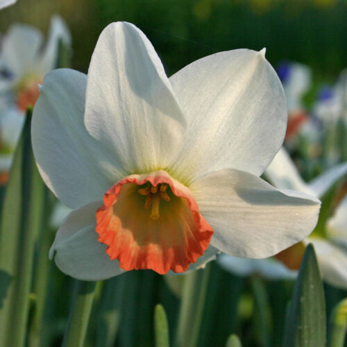 Narcissus 'Elizabeth Ann' Bulbs