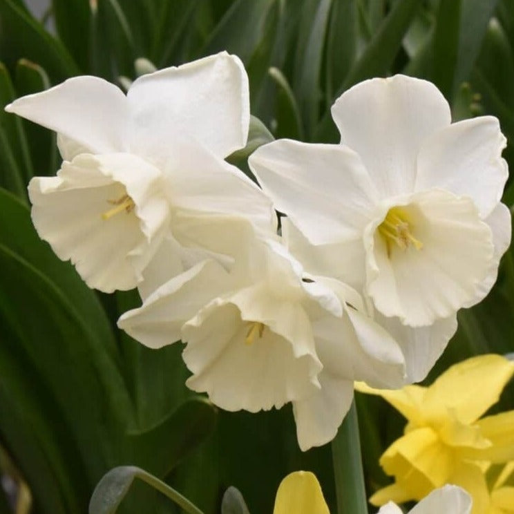 Narcissus 'Elvins Voice'