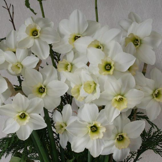 Narcissi 'Emerald Green'