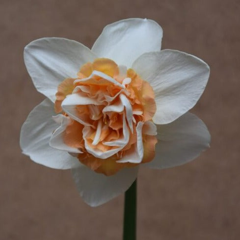 Narcissus 'Extravaganza'