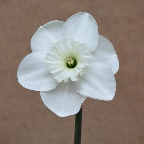 Narcissus 'Falmouth Bay'