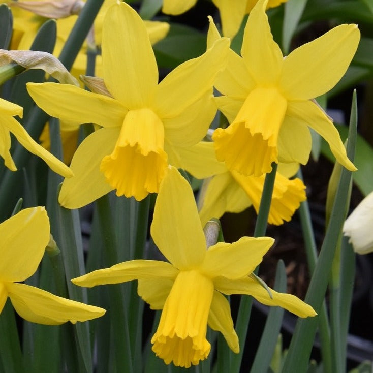 Narcissus 'February Gold'