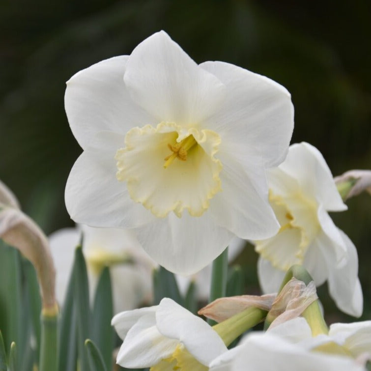 Narcissus 'Frosty Snow'