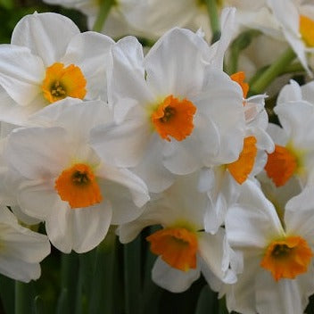 Narcissus 'Geranium'