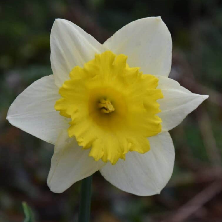 Narcissus 'Goblet'